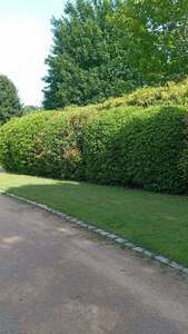 Sicler espaces verts Décines-Charpieu, Commerçant