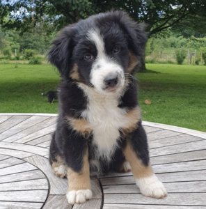 Elevage du Castel Ulysse Autrey-le-Vay, Commerçant